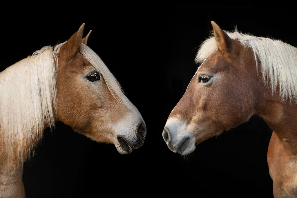 Andrea Obele Fotoshooting mit Pferd; Pferdefotografie; Burghausen; Salzburg; Braunau; in der Nähe; Bayern, Foto Pferd schwarzer Hintergrund