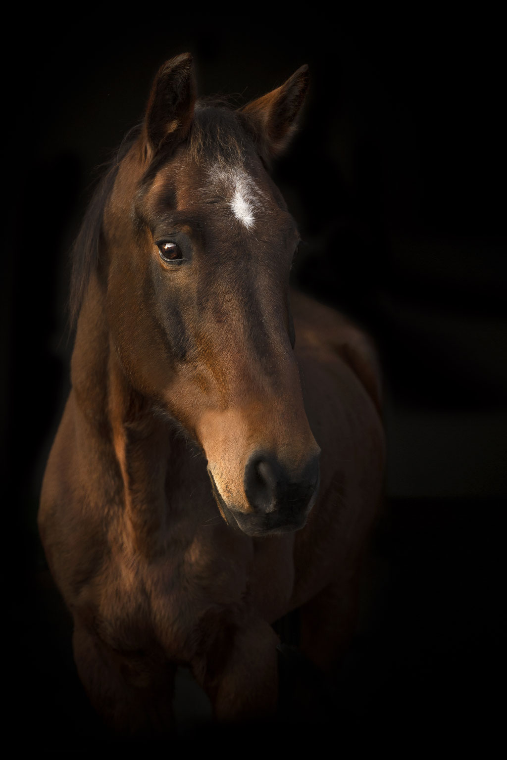 Andrea Obele Fotoshooting mit Pferd; Pferdefotografie; Burghausen; Salzburg; Braunau; in der Nähe; Bayern, Foto schwarzer Hintergrund