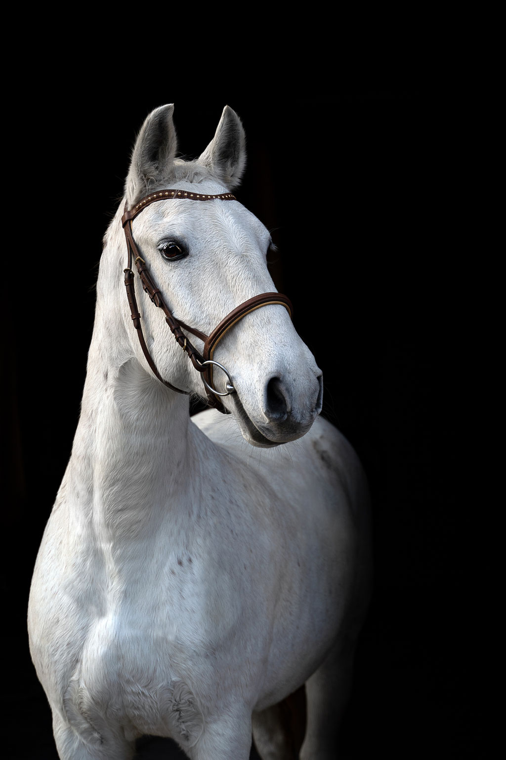 Andrea Obele Pferdefotografie; Fotoshooting mit Pferd;  Burghausen; Salzburg; Braunau; in der Nähe; Bayern, schwarzer Hintergrund