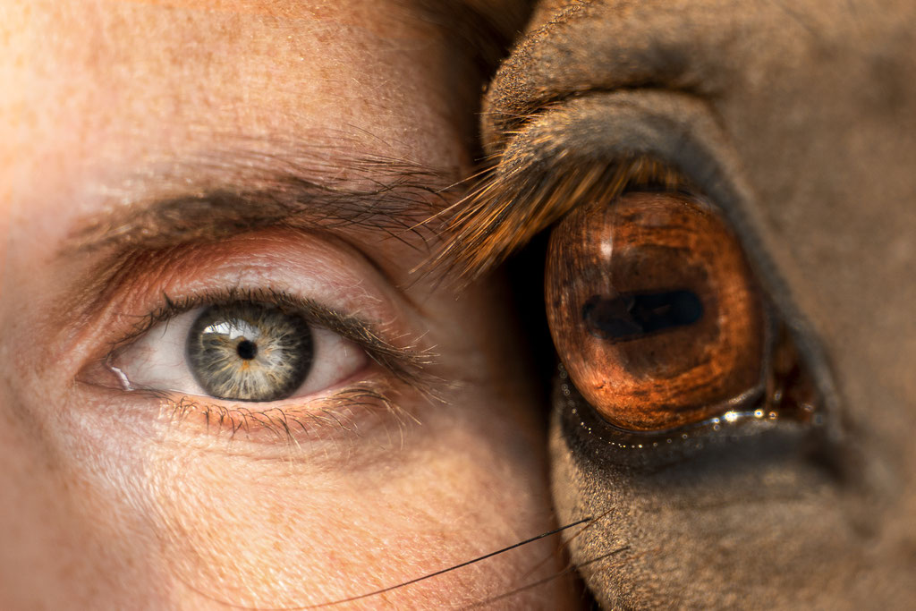 Andrea Obele Fotoshooting mit Pferd; Pferdefotografie; Burghausen; Salzburg; Braunau; in der Nähe; Bayern; Augen Pferd Mensch