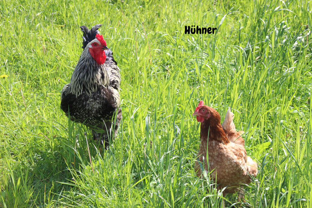 Hühner