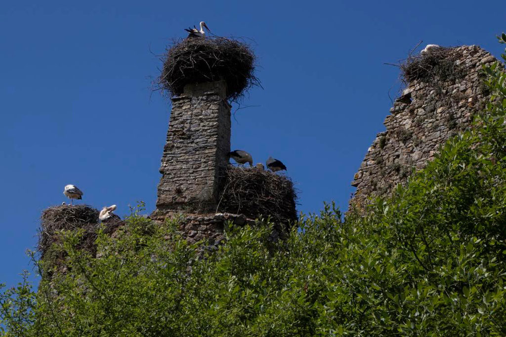 Storks at the Rivière Castle