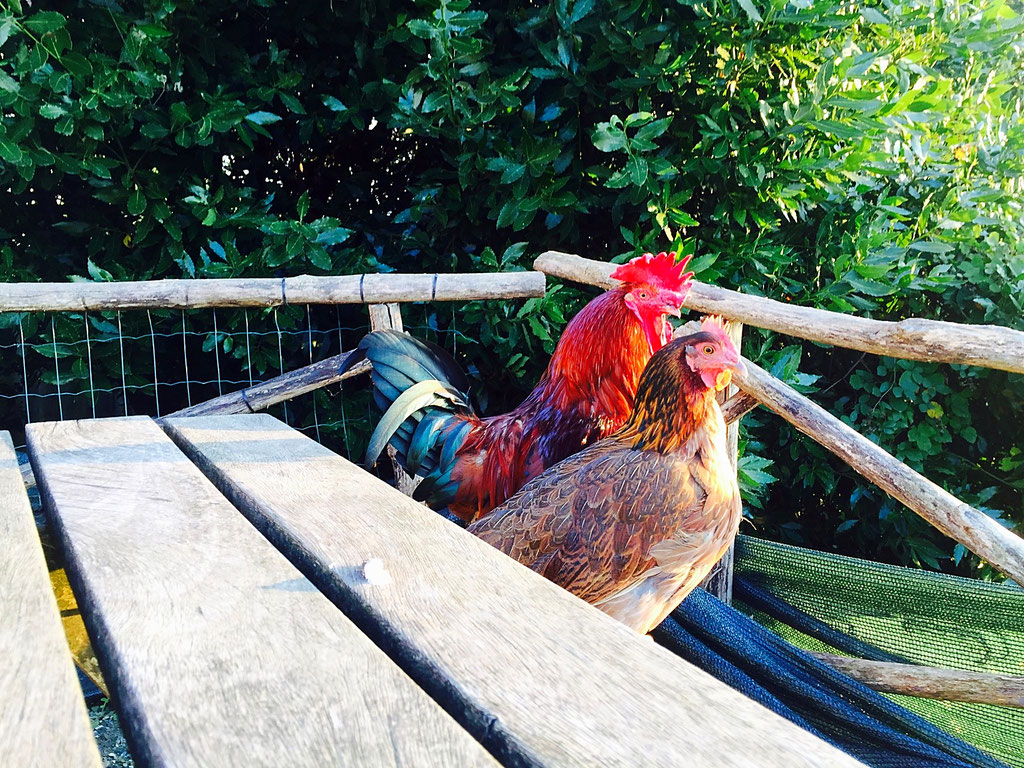 rescued chickens