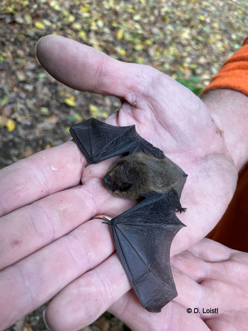 Gerettete Fledermaus