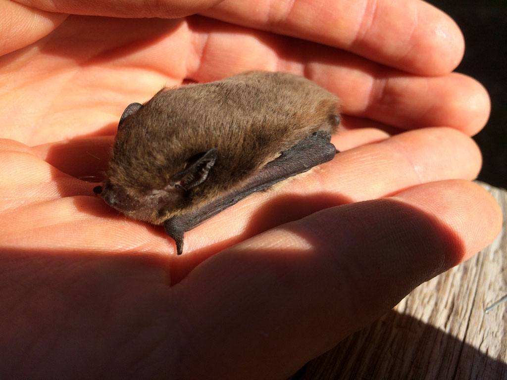 Gerettete Fledermaus