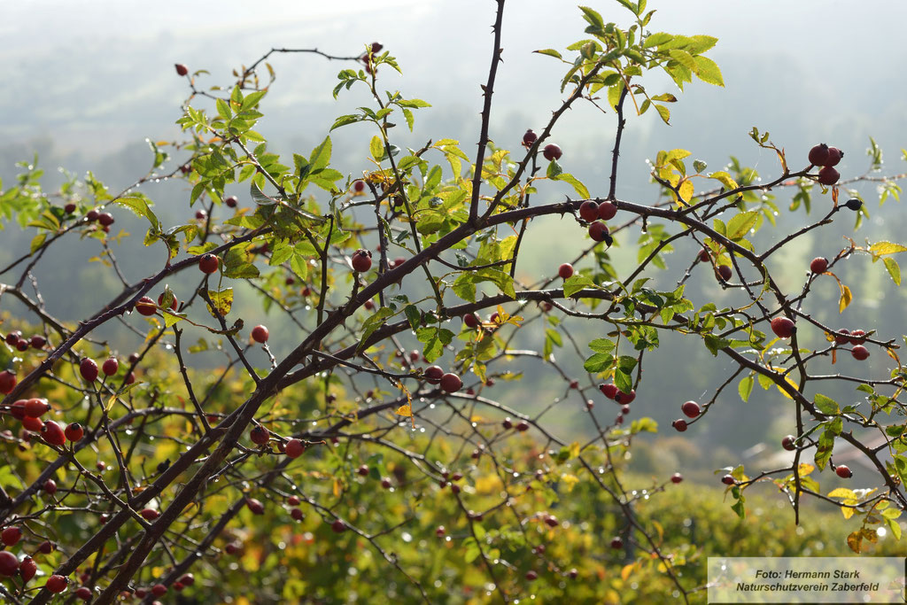 Hagebutte auf dem Spitzenberg im Herbst