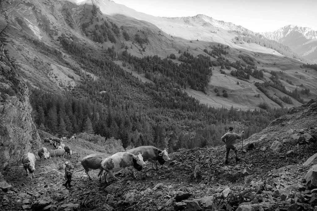 Reportage, Alpaufzug, S. Gygax-Zehnder Fotografie & Kunst