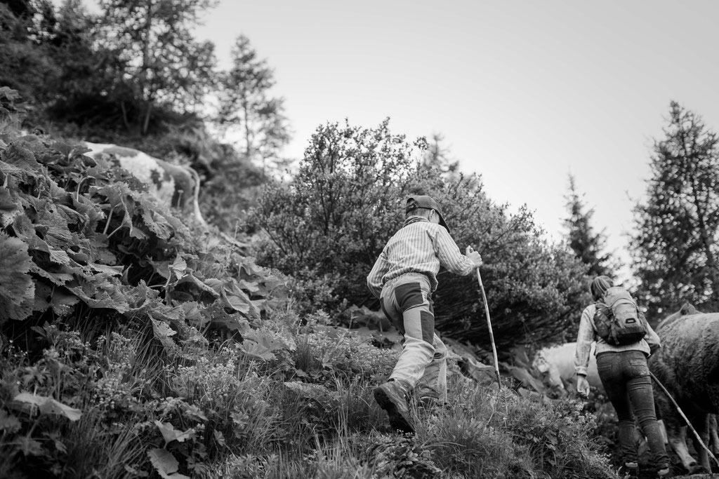 Reportage, Alpaufzug, S. Gygax-Zehnder Fotografie & Kunst