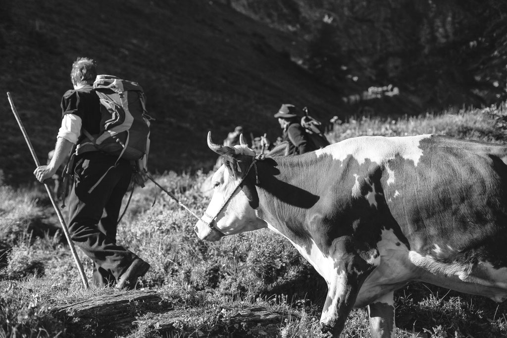 Reportage, Alpaufzug, S. Gygax-Zehnder Fotografie & Kunst