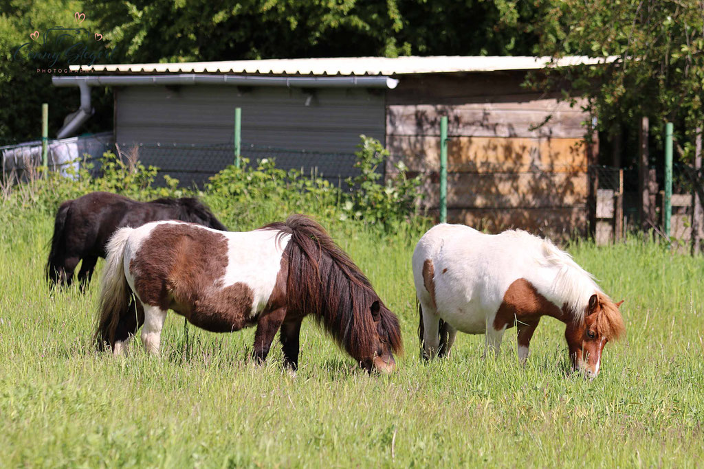 Ponys ZG Knoll/ Hille - Shetlandponys von den Mühlenstücken