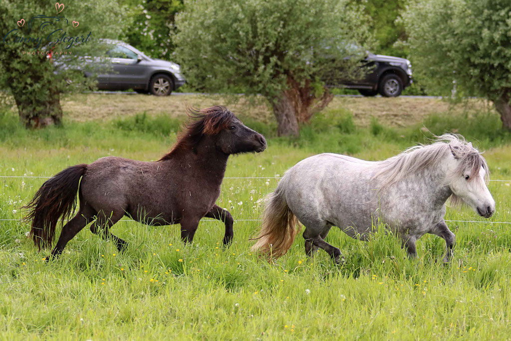Ponys Chris Lenz- Shetlandponys von der Altmarkheide