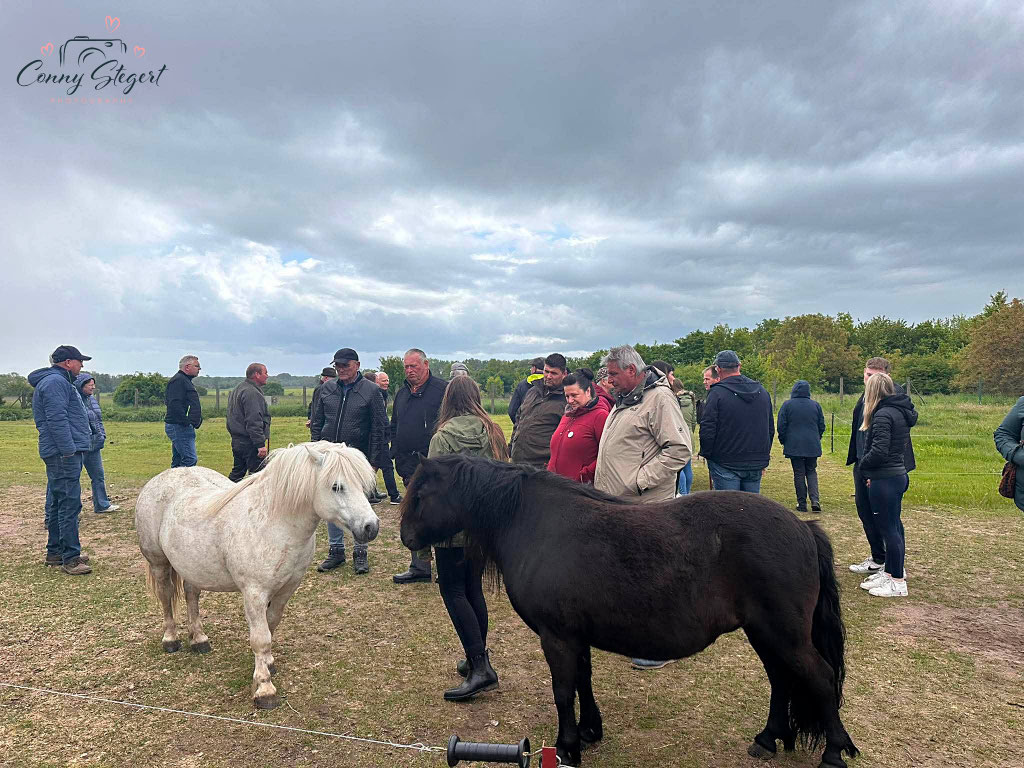 Ponys Chris Lenz- Shetlandponys von der Altmarkheide