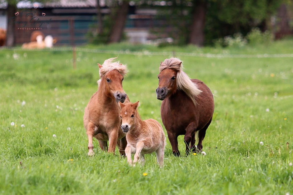 Ponys ZG Schaper/ Schönhoff