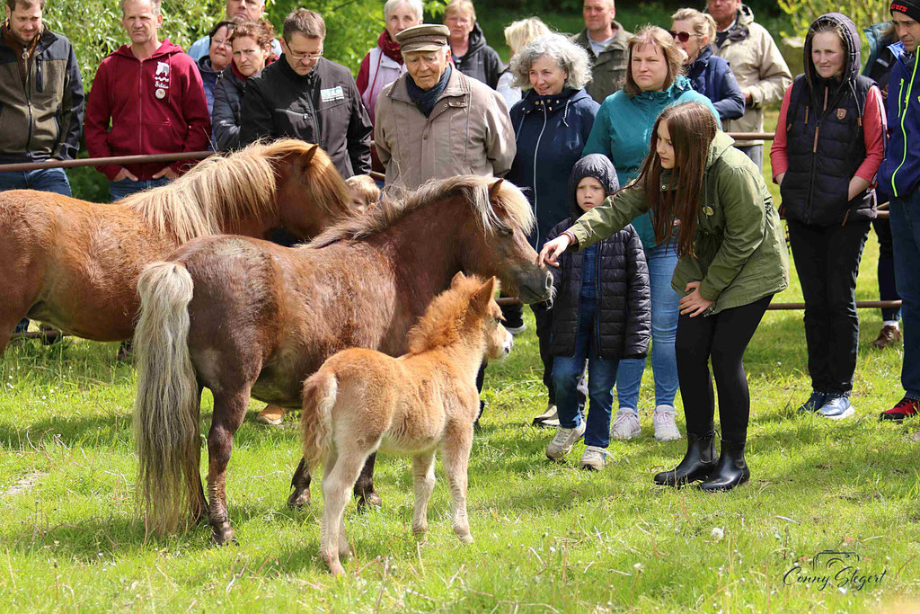 Ponys ZG Schaper/ Schönhoff
