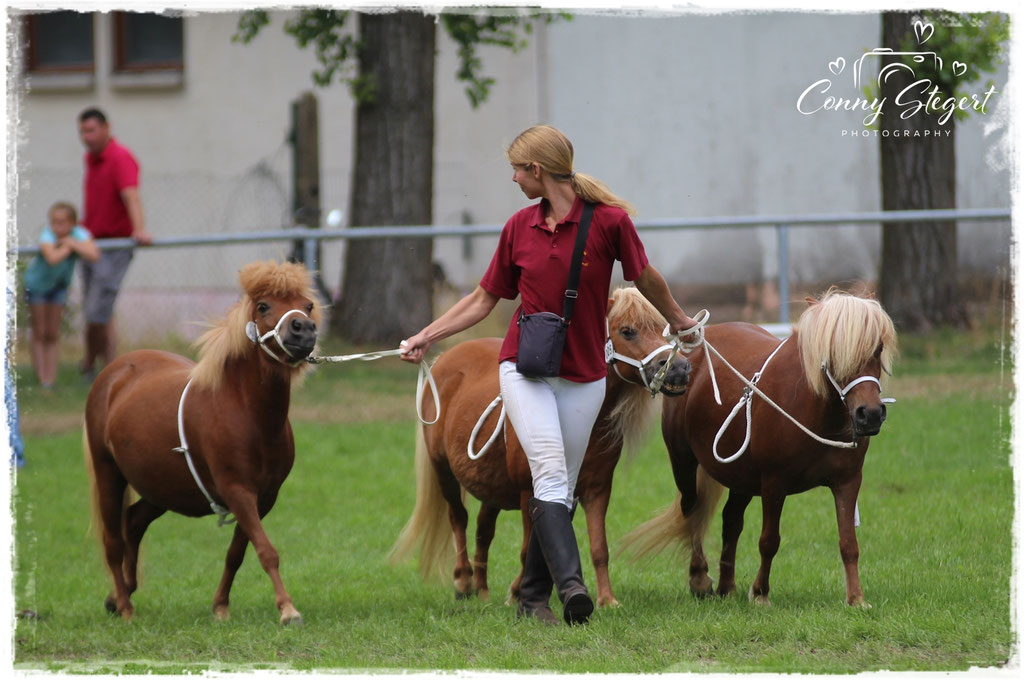 die 3 schmucken Füchse von Kerstin Grönwold StPrSt Pr*** Nayeli aus dem Wendland, StPrSt Pr*** E Ramona & StPrSt Pr** Rosalie aus dem Wendland