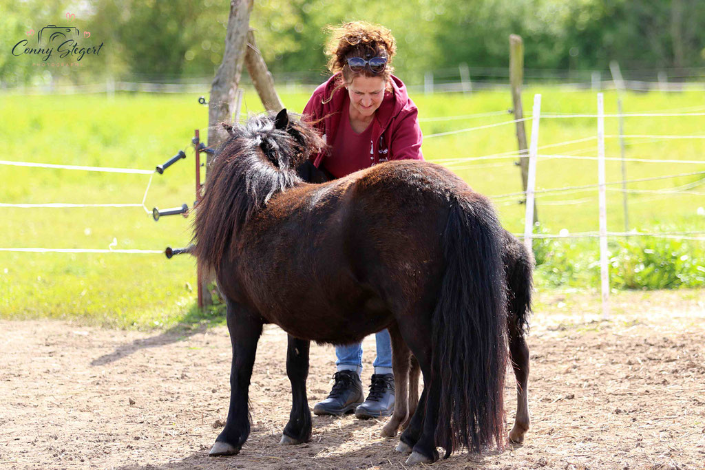 Ponys ZG Knoll/ Hille - Shetlandponys von den Mühlenstücken