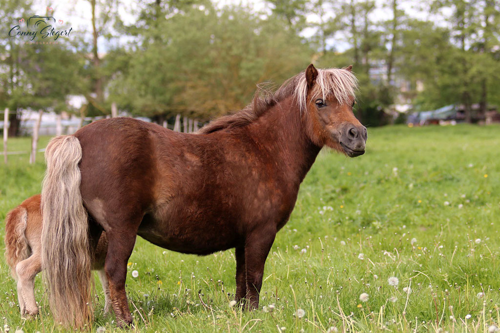 Ponys ZG Schaper/ Schönhoff