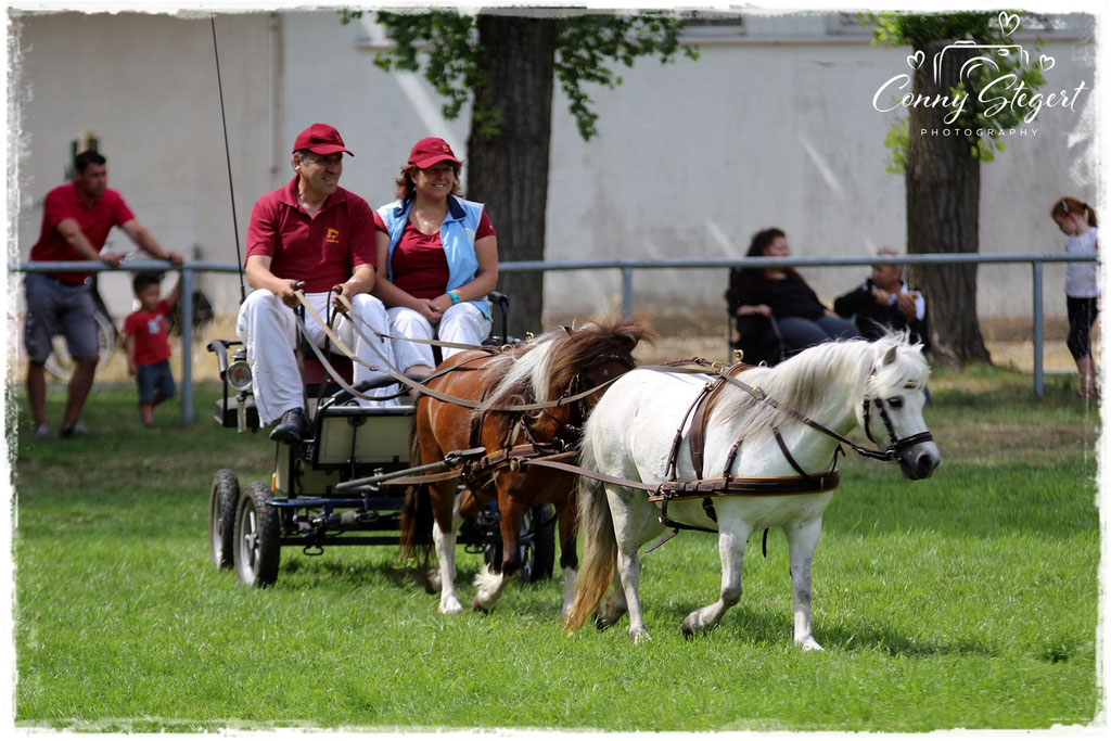 Tandem Shetlandponys Fam. Weingart Vorne: StPrSt Wenke Hinten: Whiteside Valentina