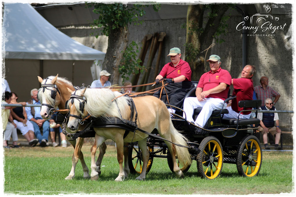 unsere Blonden <3 2 Spänner Haflinger links StPrSt Genovia rechts StPrSt Maite Fahrerin: Lena Winkler - 12 Jahre Beifahrer: Hartwig Horsch