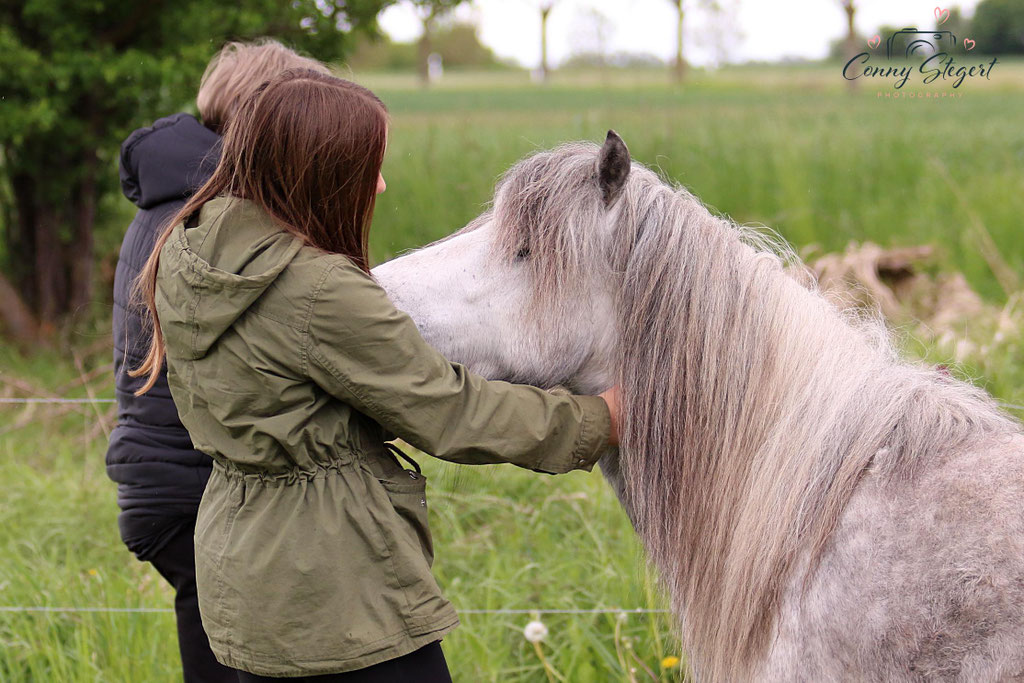 Ponys Chris Lenz- Shetlandponys von der Altmarkheide