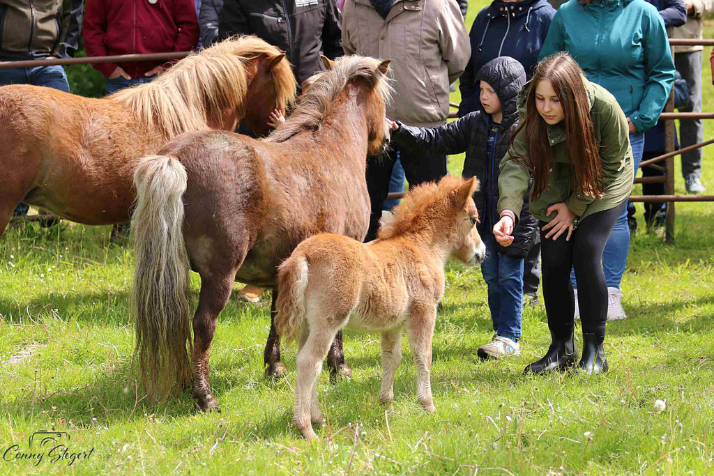Ponys ZG Schaper/ Schönhoff