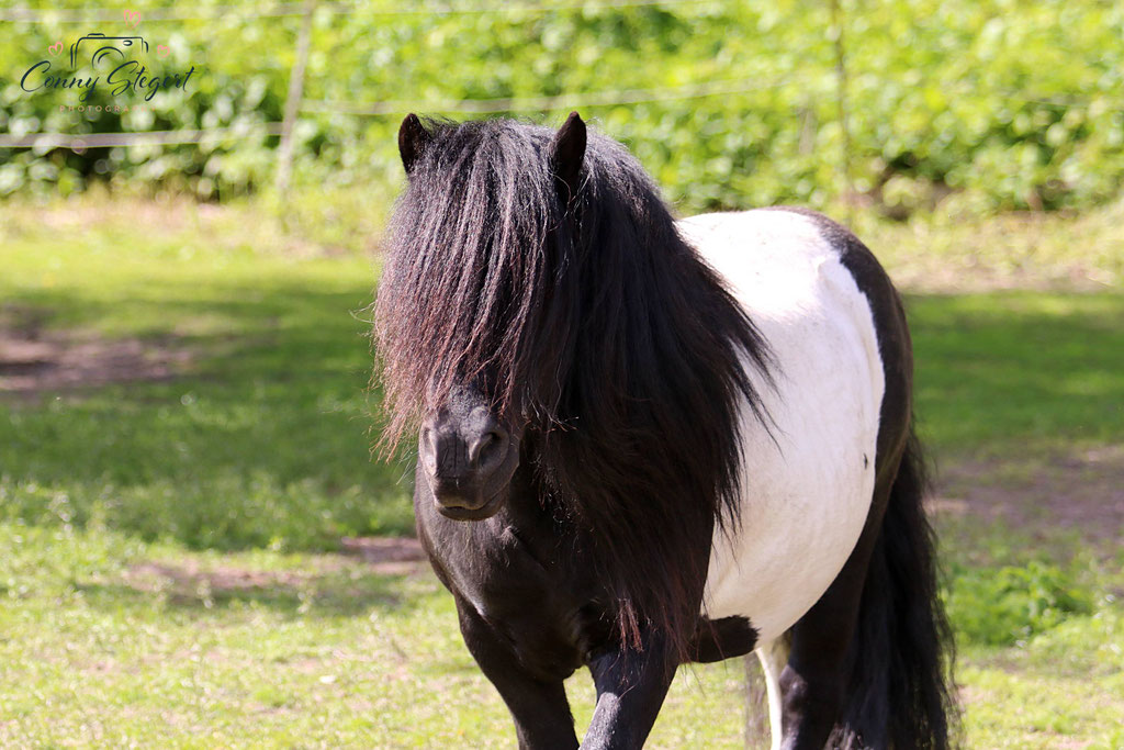 ZG Knoll/Hille -E Charmeur van Willem's Hof