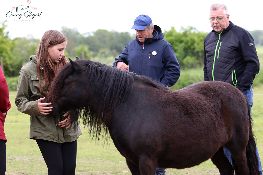 Ponys Chris Lenz- Shetlandponys von der Altmarkheide