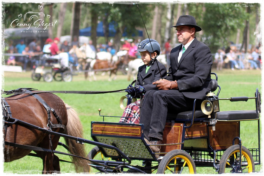 Das älteste Pony - StPrSt Meira - 28 Jahre im Einspänner mit dem jüngsten Fahrer Henry Büst (8Jahre)