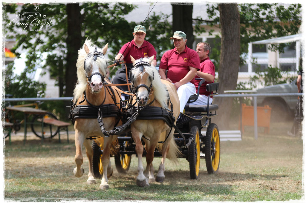 unsere Blonden <3 2 Spänner Haflinger links StPrSt Genovia rechts StPrSt Maite Fahrerin: Lena Winkler - 12 Jahre Beifahrer: Hartwig Horsch