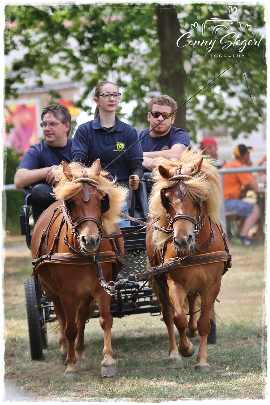 2 Spänner Shetlandponys links StPrSt A Lilli rechts Artur Fahrerin: Vanessa Jacobs Beifahrer: Mike Eckelt