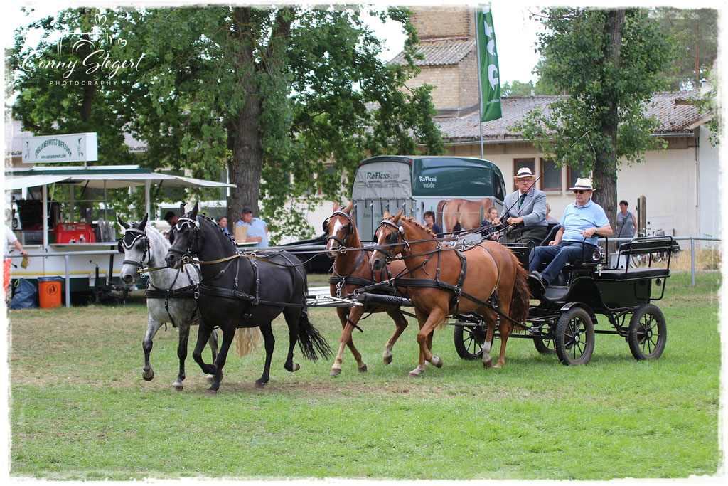 Kegelfahren 4 Spänner Deutsches Reitpony Eckard Rickel