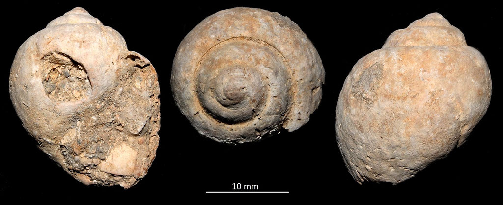 Apullina crassatina, Miocene dell'Aquitania