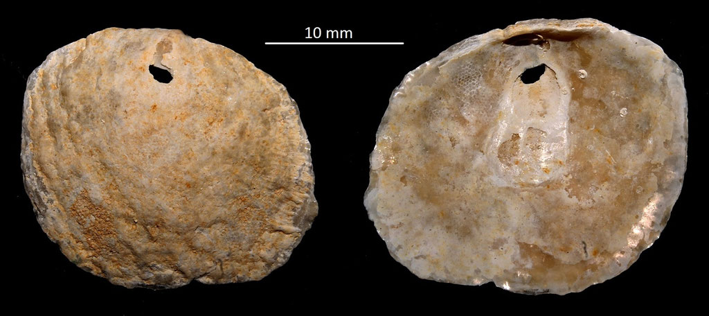 Anomia burdigalensis, Miocene dell'Aquitania