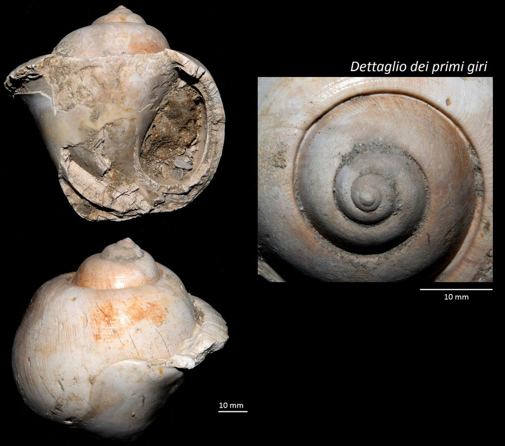 Apullina crassatina, Miocene dell'Aquitania