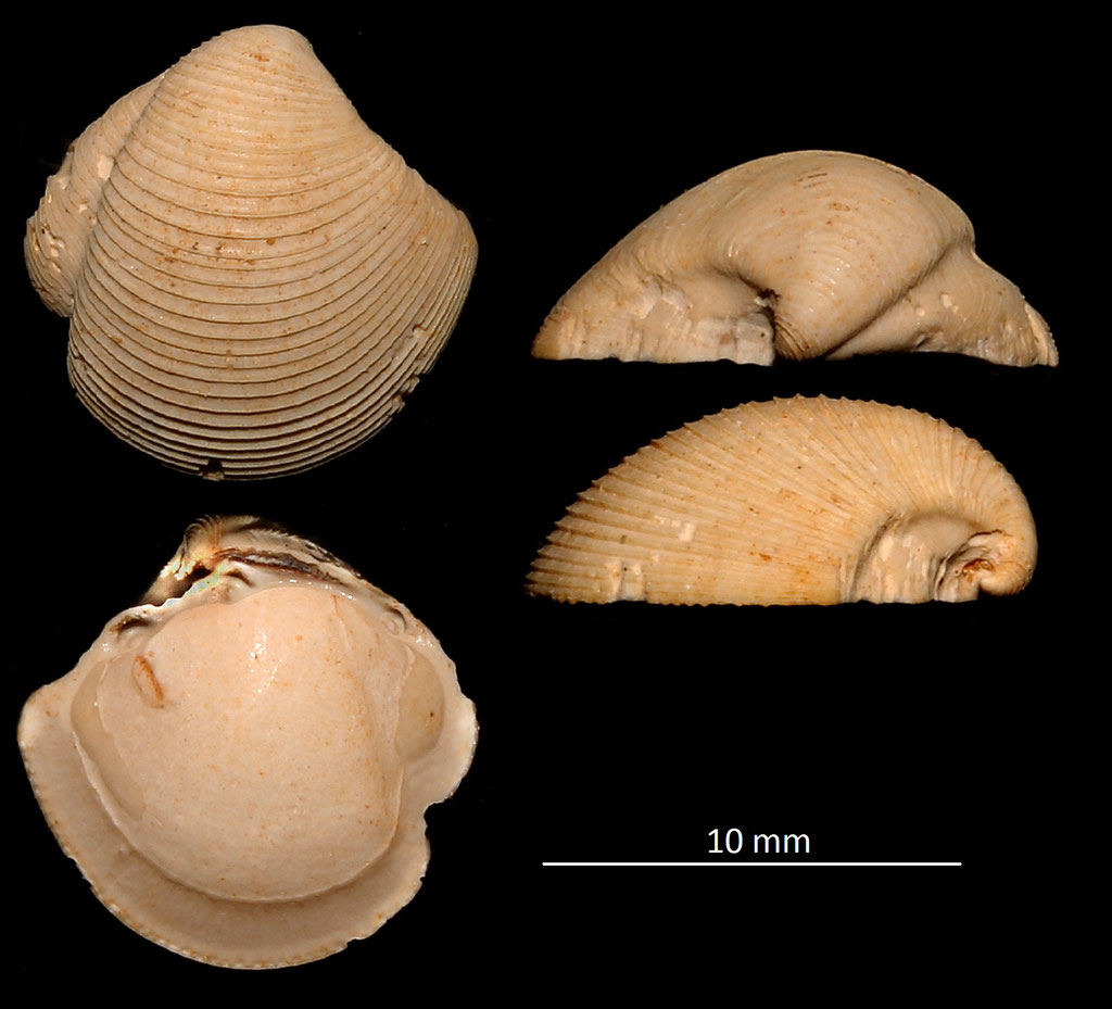 Phacoides columbella, Miocene dell'Aquitania