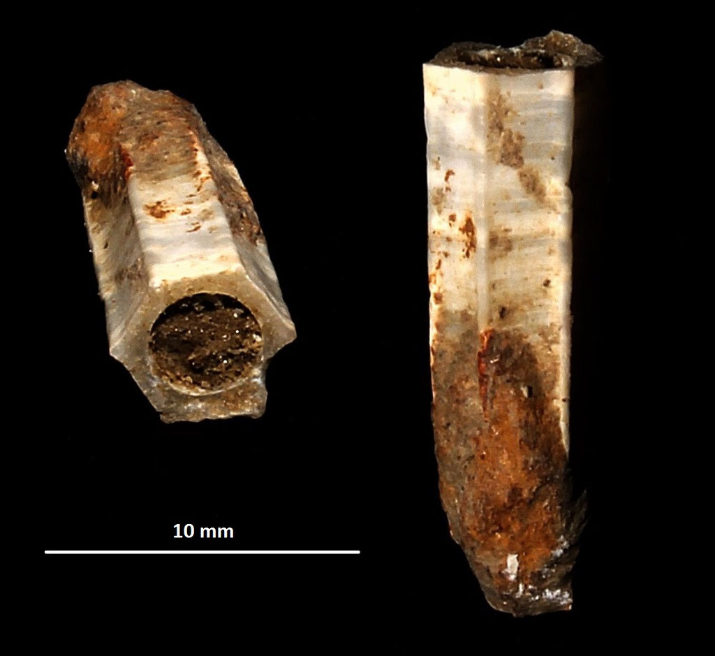 Dentalium sexangulum, colline di Tarquinia (VT)
