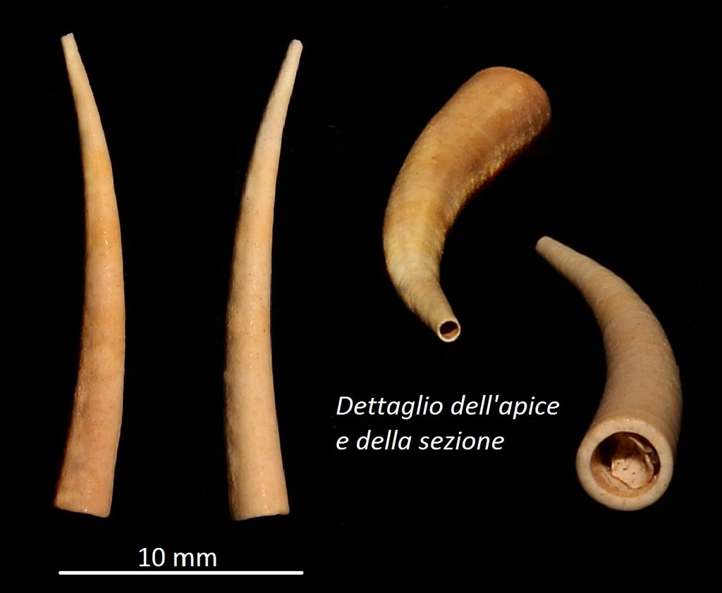 Dentalium burdigalinum, Miocene dell'Aquitania