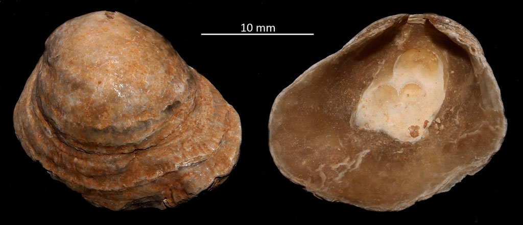 Anomia burdigalensis, Miocene dell'Aquitania