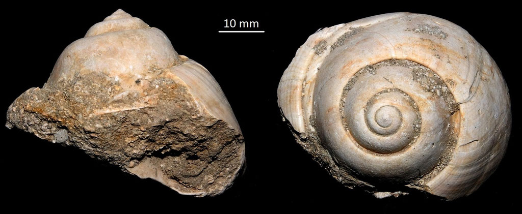 Apullina crassatina, Miocene dell'Aquitania
