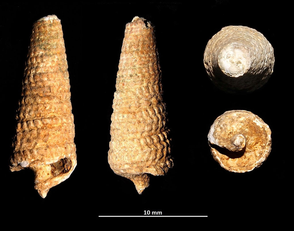 Potamides tricinctus, Macchia della Turchina (Monteromano, VT)