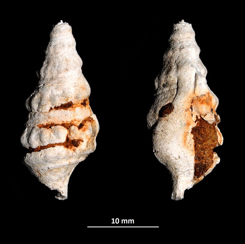 Aporrhais pespelcani, esemplare incompleto da Vignola (MO)