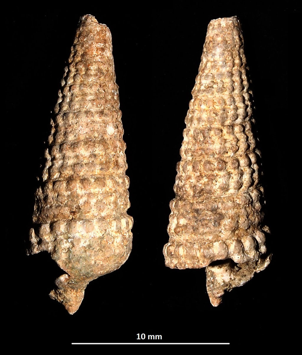 Potamides tricinctus, Macchia della Turchina (Monteromano, VT)