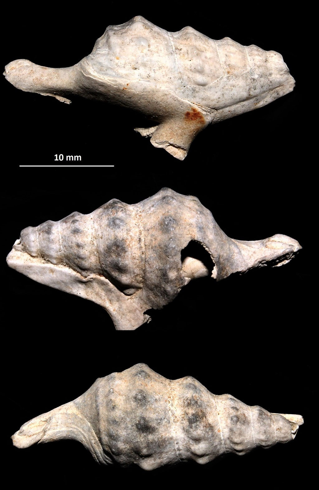 Aporrhais pespelcani, esemplare incompleto dello Stirone.