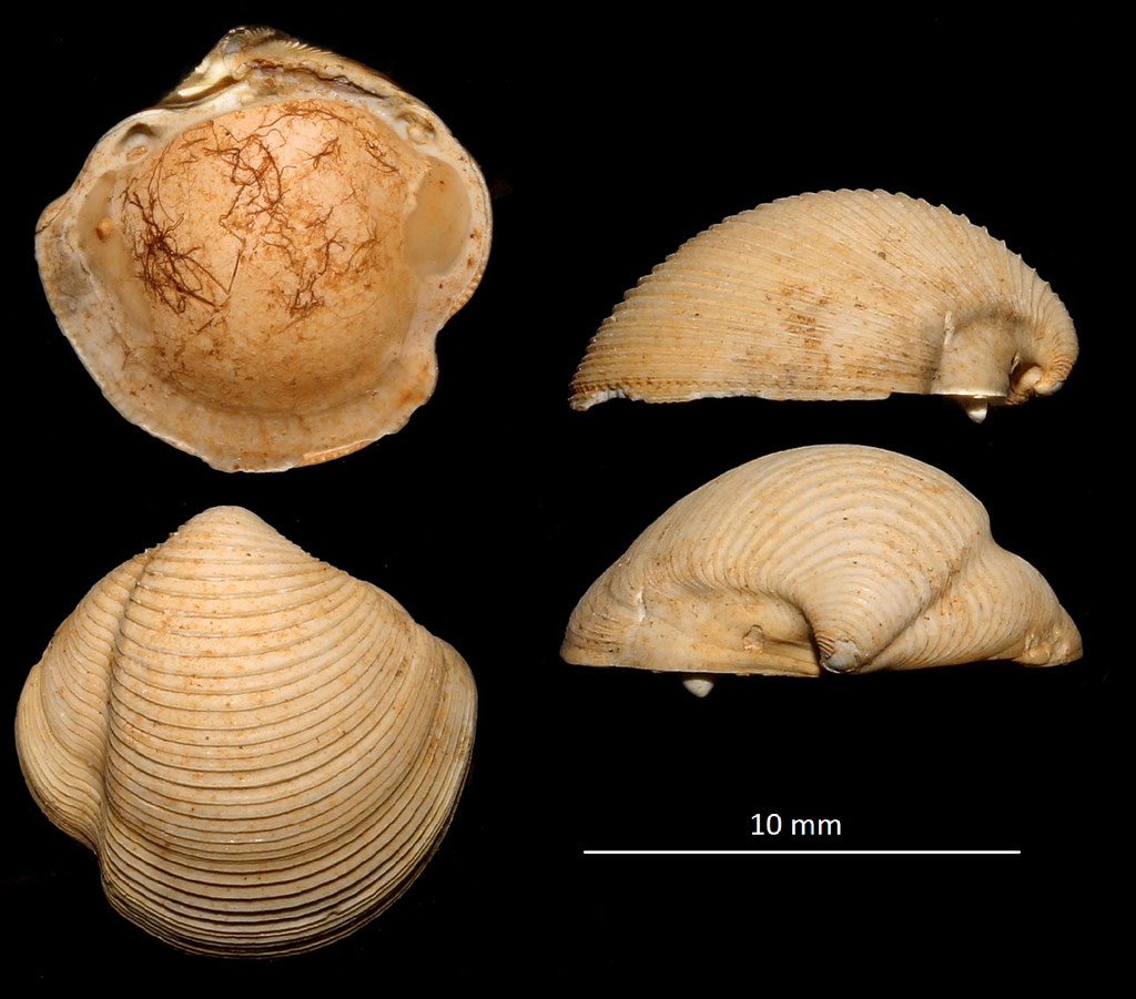 Phacoides columbella, Miocene dell'Aquitania