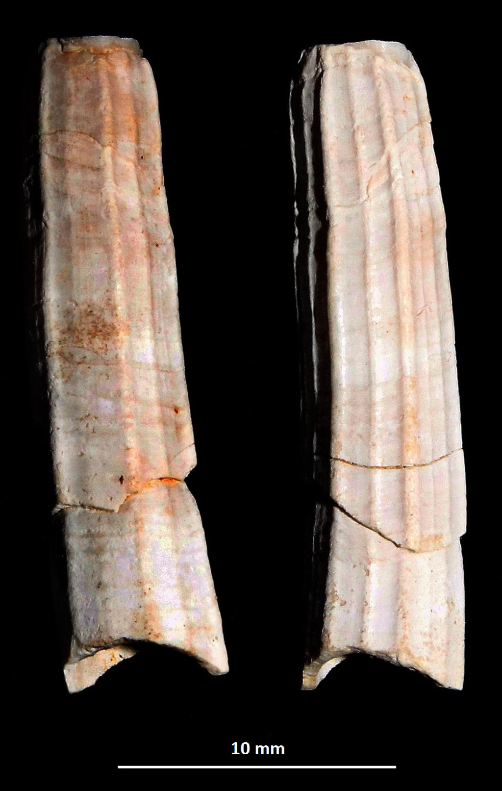 Dentalium sexangulum, colline di Tarquinia (VT)