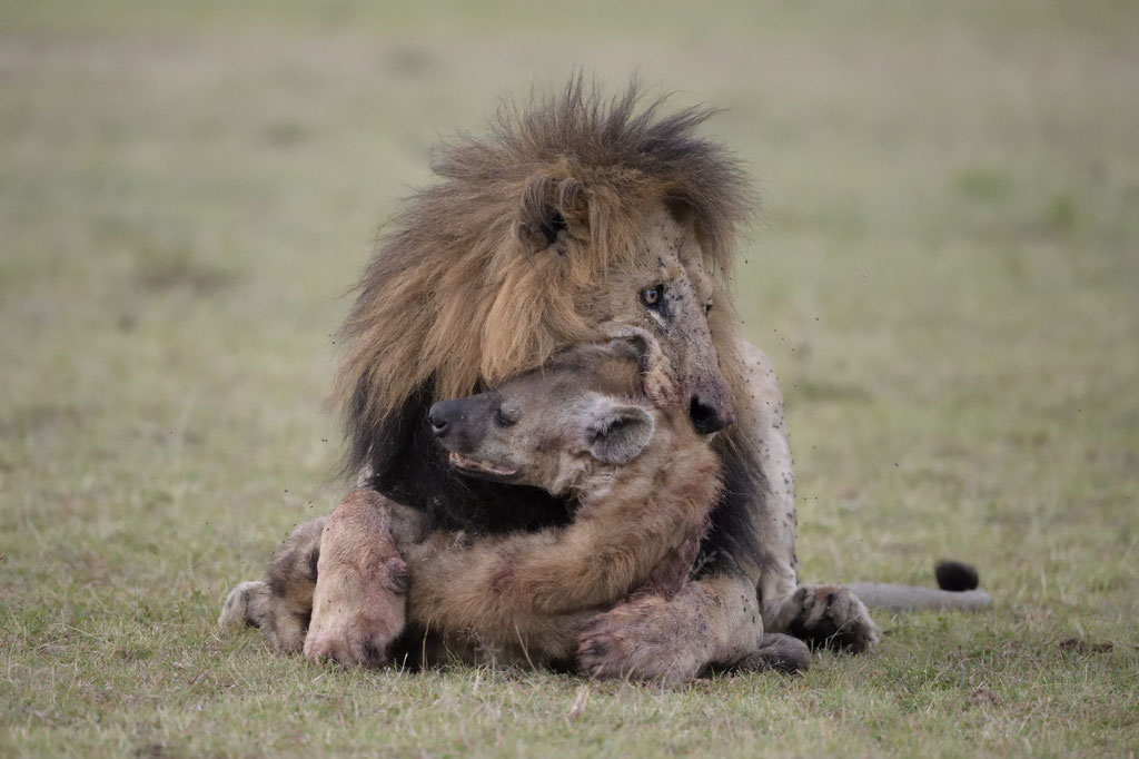 Olorpapit killt eine Hyäne - fotografiert Uwe Skrzypczak - Fotosafari Masai Mara Kenia 