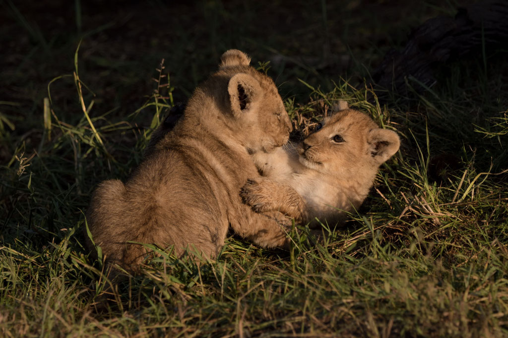 Löwenbabys vom Ridge Pride im Morgenlicht- fotografiert Uwe Skrzypczak - Fotosafari Masai Mara Kenia 