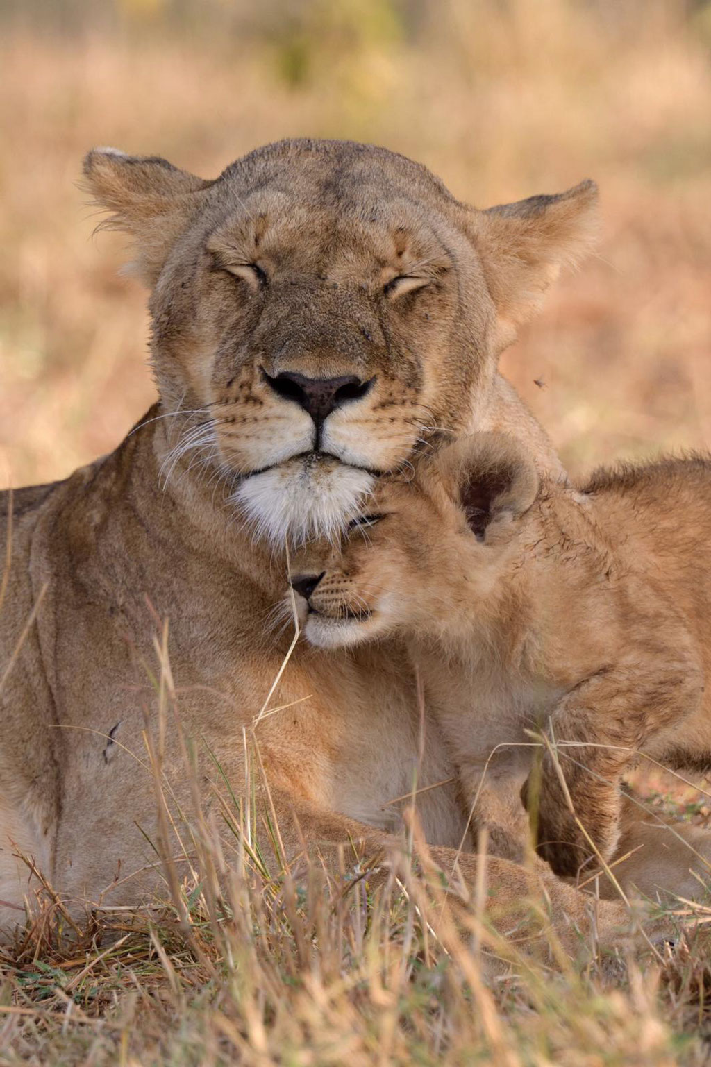 Löwenbabys Masai Mara - fotografiert Fotosafari Uwe Skrzypczak 
