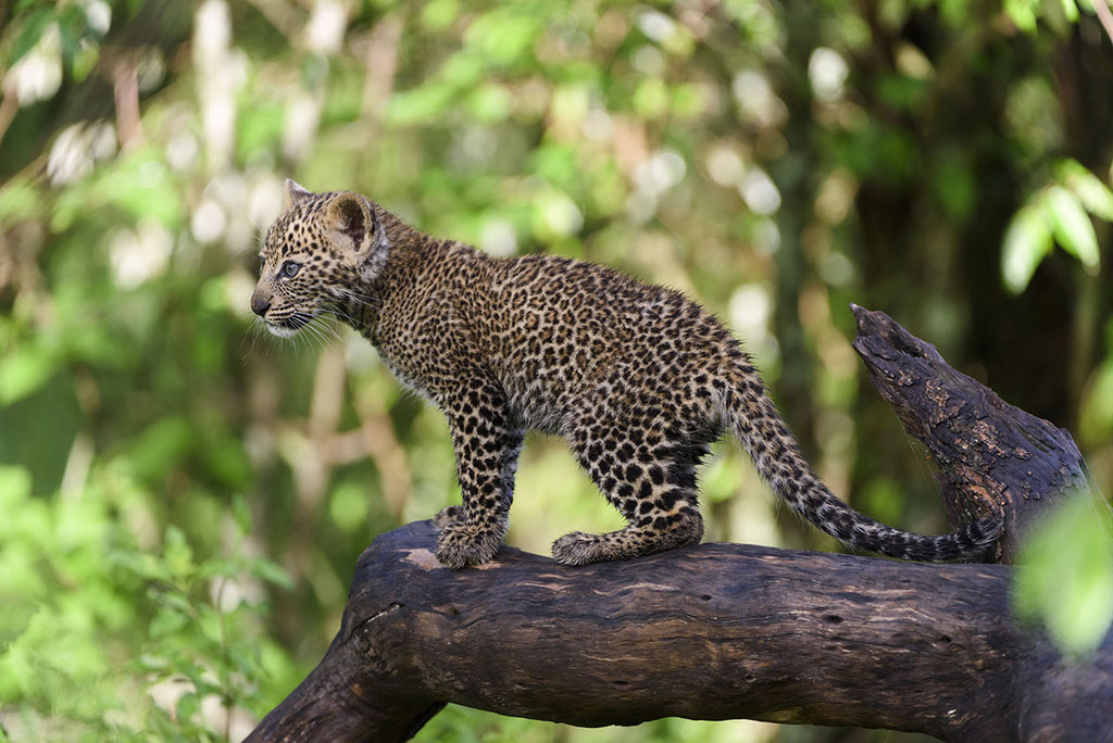 Leopardin, genannt „Bahati“ in der vorangegangen Serie vom März am Riss und jetzt im November mit ihren beiden, ca. 10 Wochen alten Babys. @ by Uwe Skrzypczak