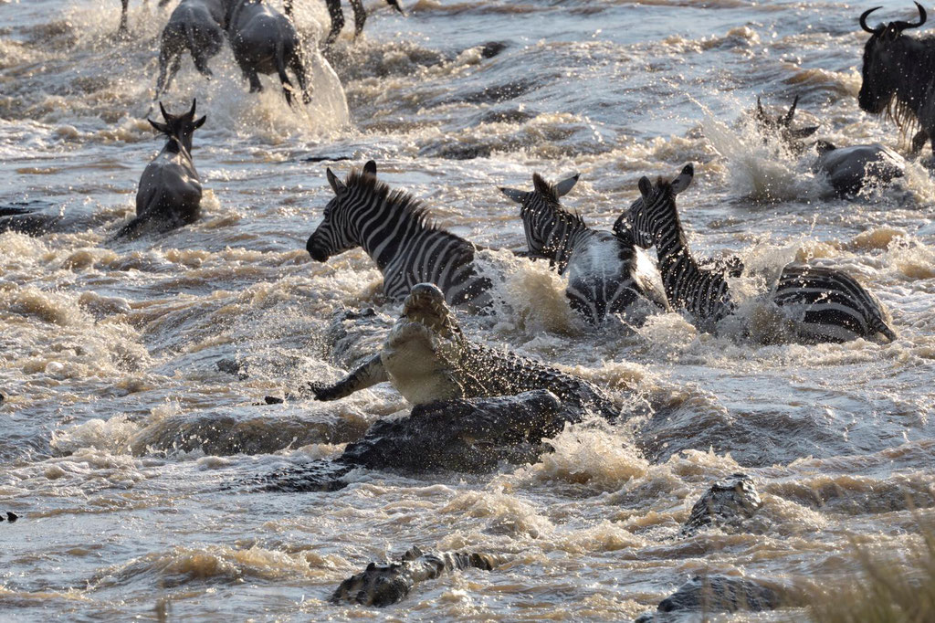 Zebra Crossing Masai Mara Kenia, fotografiert Uwe Skrzypczak